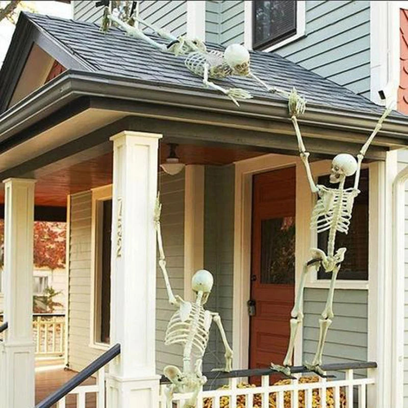 Skeleton skull close-up