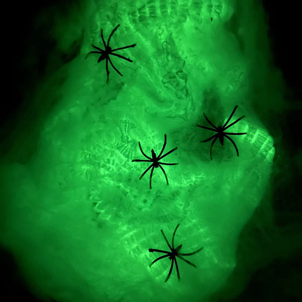 Spider web in daylight