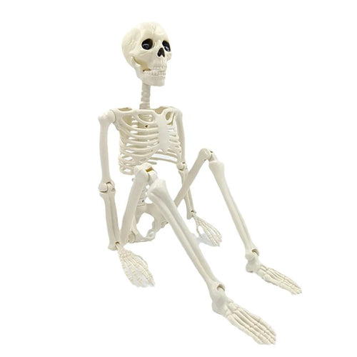 40 cm posable skeleton figure standing