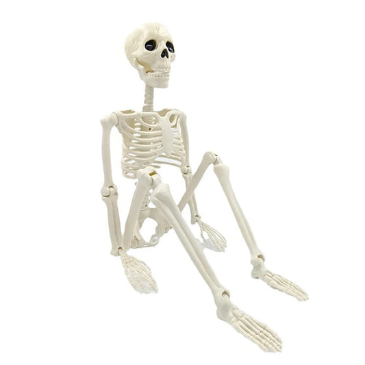 40 cm posable skeleton figure standing